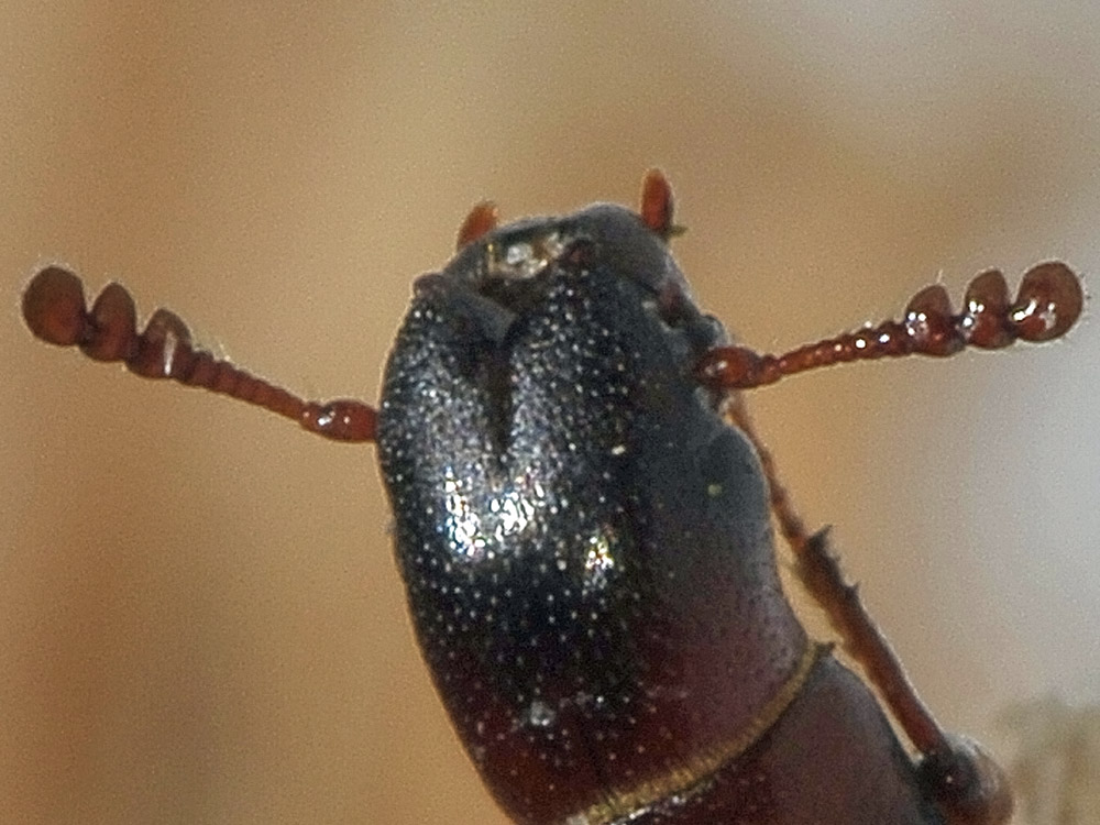 Nemozoma caucasicum (Trogositidae)